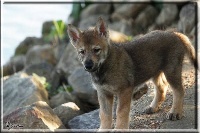 CHIOT