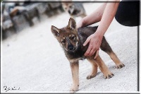 CHIOT