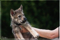 CHIOT