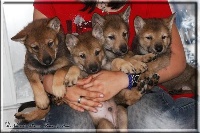 CHIOT