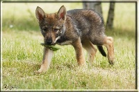 CHIOT